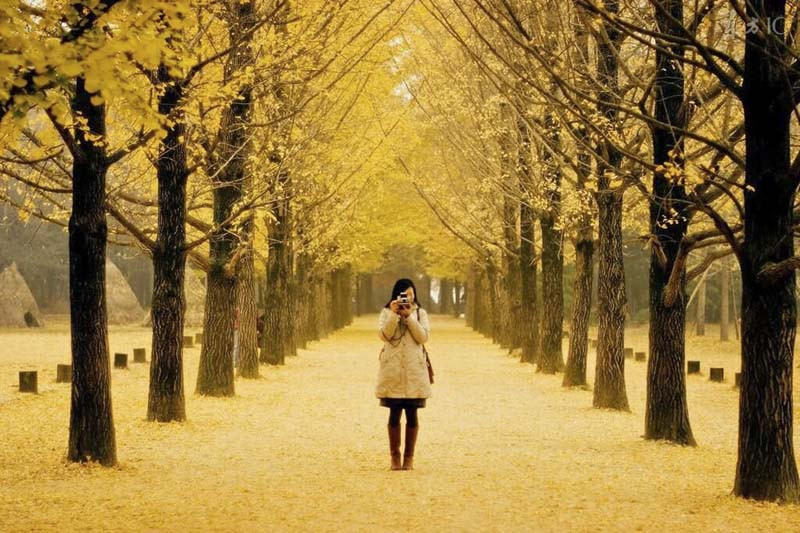 Tour Hàn Quốc Seoul Nami 5N4Đ Giá Rẻ 4